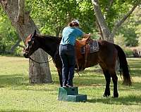trail-draft-horse