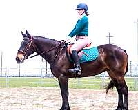 trail-riding-draft-horse