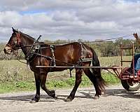 western-riding-draft-horse