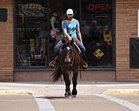 working-draft-horse