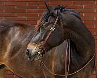 bay-all-around-horse