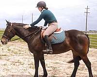 bay-draft-mare