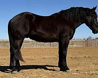 athletic-draft-horse