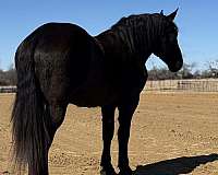 driving-draft-horse