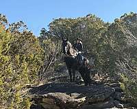 endurance-draft-horse