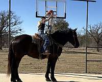 flashy-draft-horse