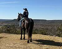 husband-safe-draft-horse