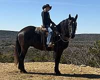 jumping-draft-horse