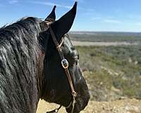 kid-safe-draft-horse