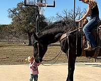 performance-draft-horse