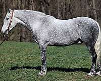 athletic-draft-horse