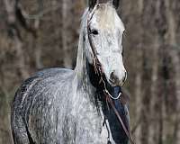 beginner-draft-horse