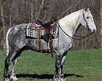 cross-draft-horse