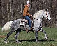 dappled-draft-horse