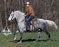 draft-horse