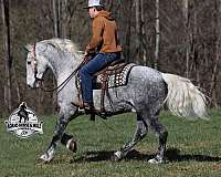 husband-safe-draft-horse