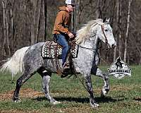 performance-draft-horse