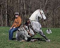 ranch-draft-horse