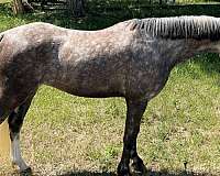 athletic-welsh-pony