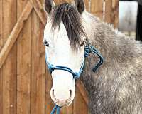 beginner-welsh-pony