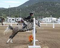 blue-eyed-welsh-pony