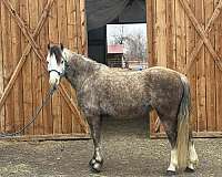 dappled-welsh-pony