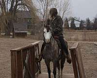 driving-welsh-pony