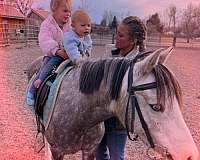 endurance-welsh-pony