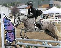 english-pleasure-welsh-pony