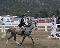 equitation-welsh-pony