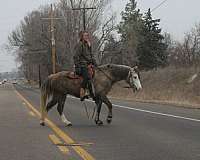experienced-welsh-pony