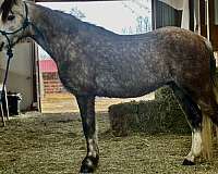jumper-welsh-pony
