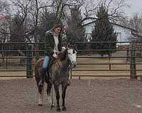 kid-safe-welsh-pony