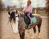 ranch-welsh-pony