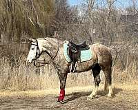 ridden-english-welsh-pony