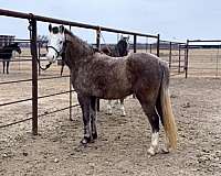 jumping-welsh-pony