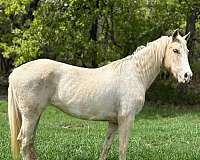 overo-classical-horse