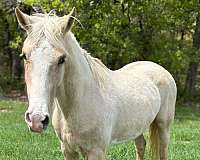 all-around-paint-horse