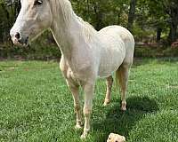 athletic-paint-horse