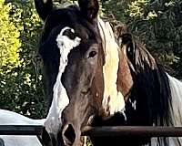tobiano-horse