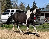black-tobiano-horse