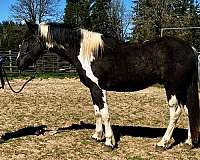 clydesdale-warmblood-horse