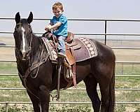 buckskin-shr-horse