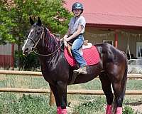 buckskin-shr-mare