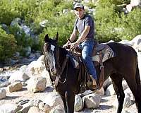 shr-saddlebred-mare