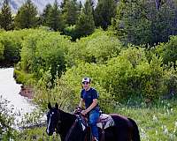 shr-saddlebred-horse
