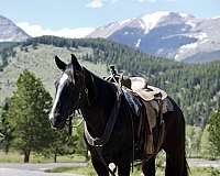 sea-tennessee-walking-horse