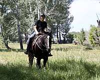 start-to-finish-tennessee-walking-horse
