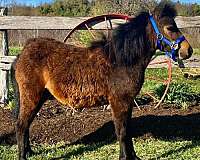 bay-miniature-mare