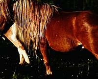 broke-to-lead-mare